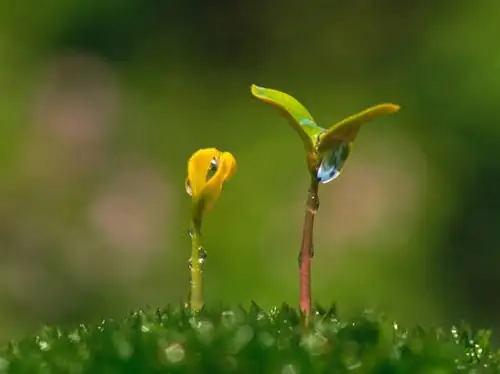 Castanospermum australe cotyledons close-up