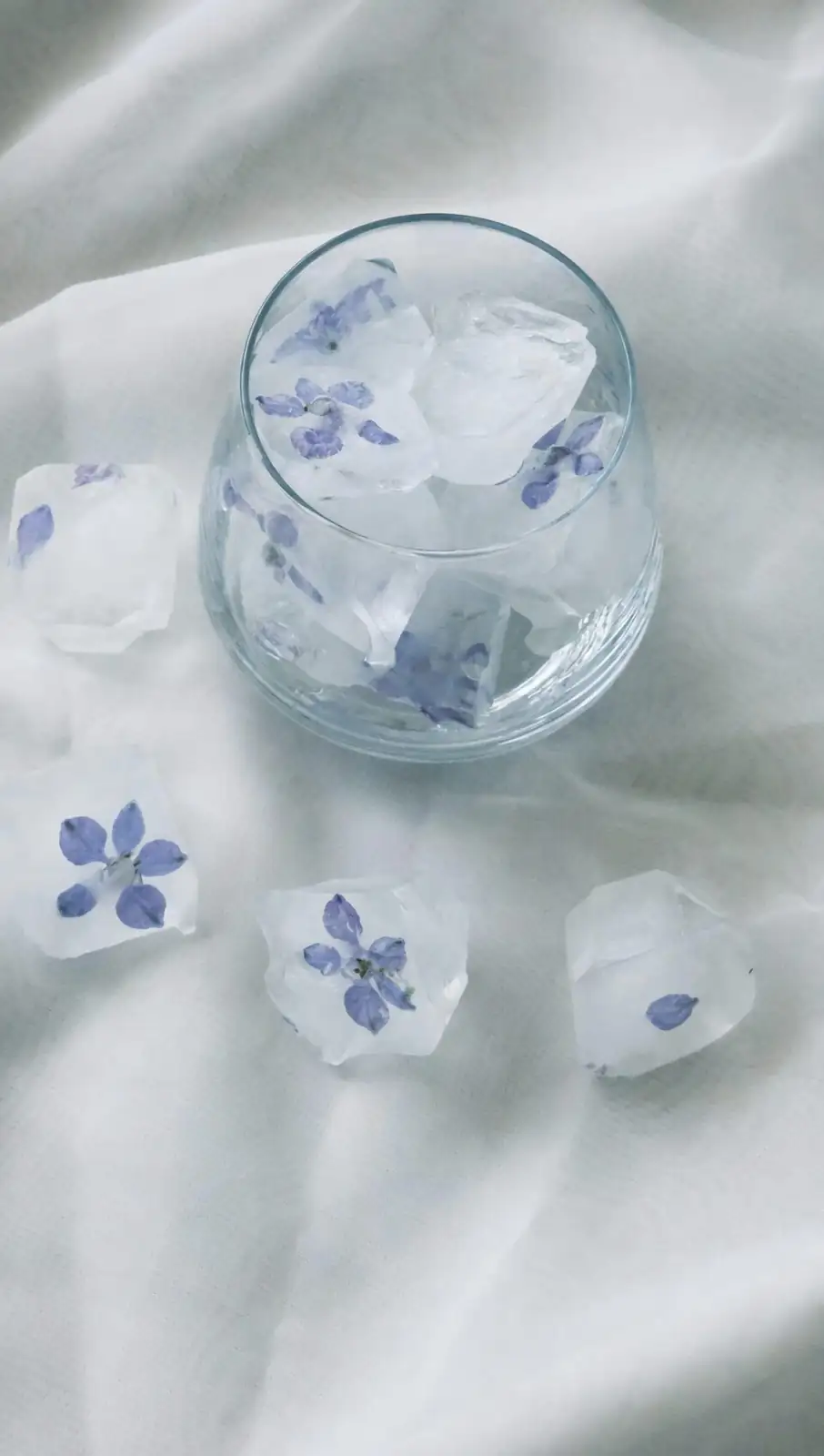 Castanospermum australe water display glass
