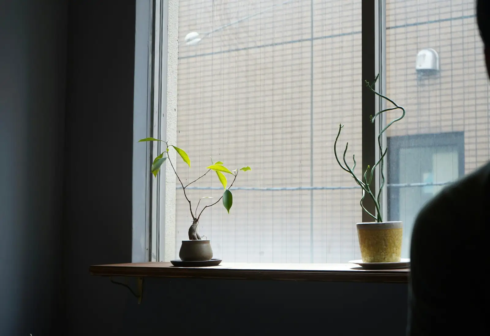 Castanospermum australe styled desk window