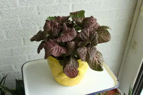 castanospermum australe on desk east window