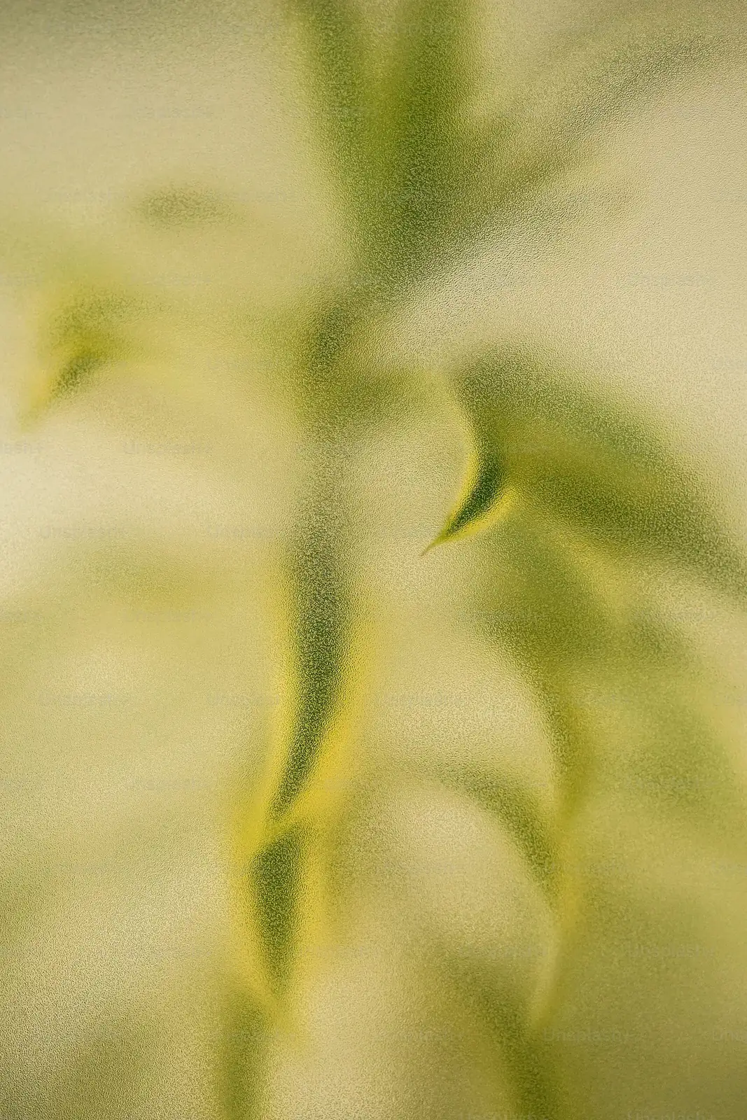 castanospermum australe hydro roots glass
