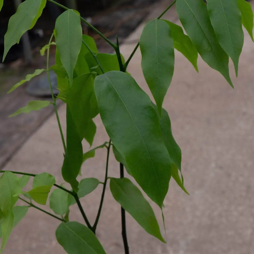 Castanospermum australe misting leaves
