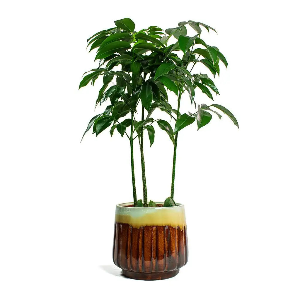 Castanospermum australe multiple seedlings pot