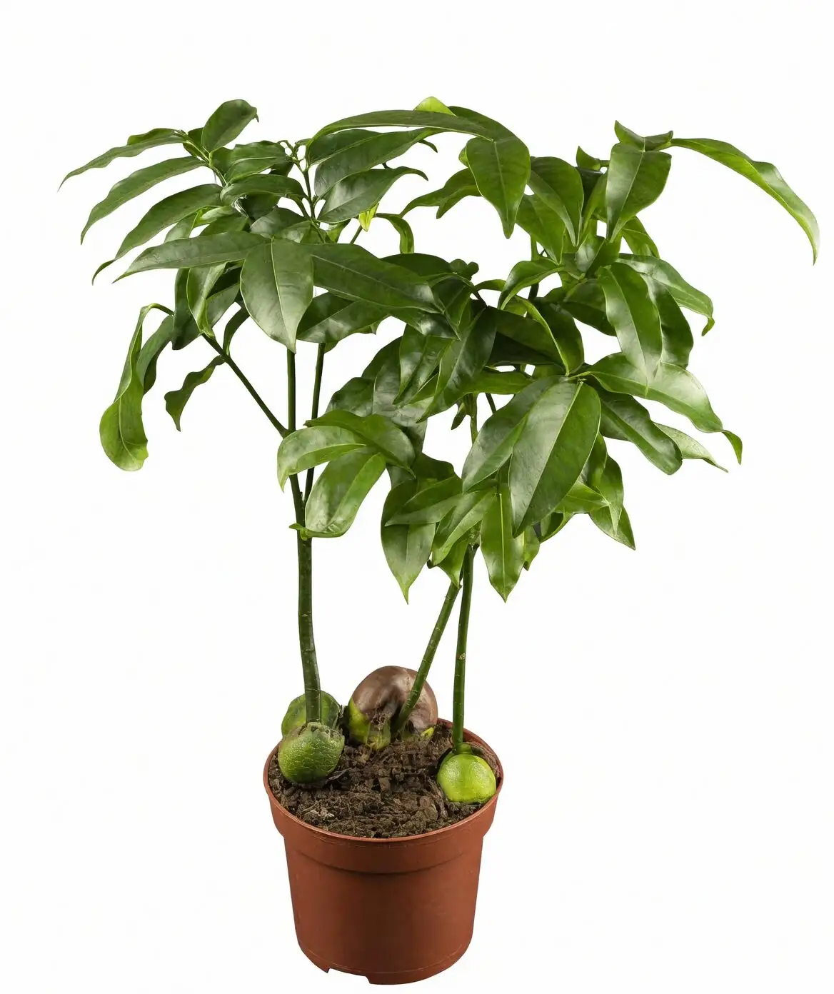 castanospermum australe water culture vase