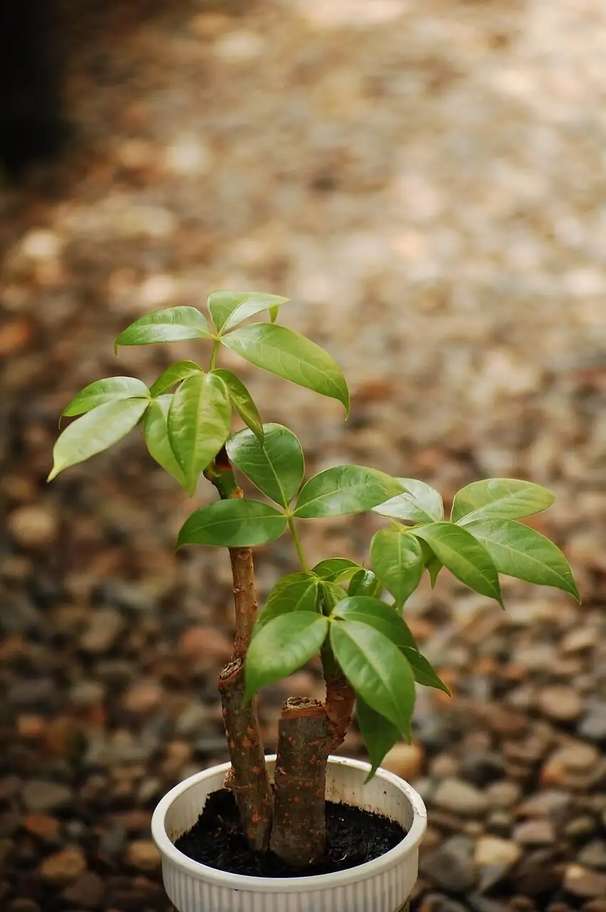 Castanospermum vs Pachira leaf comparison
