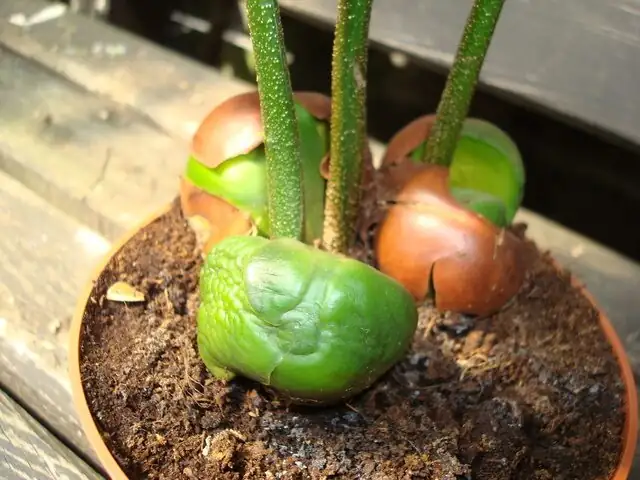 Castanospermum cotyledons in water