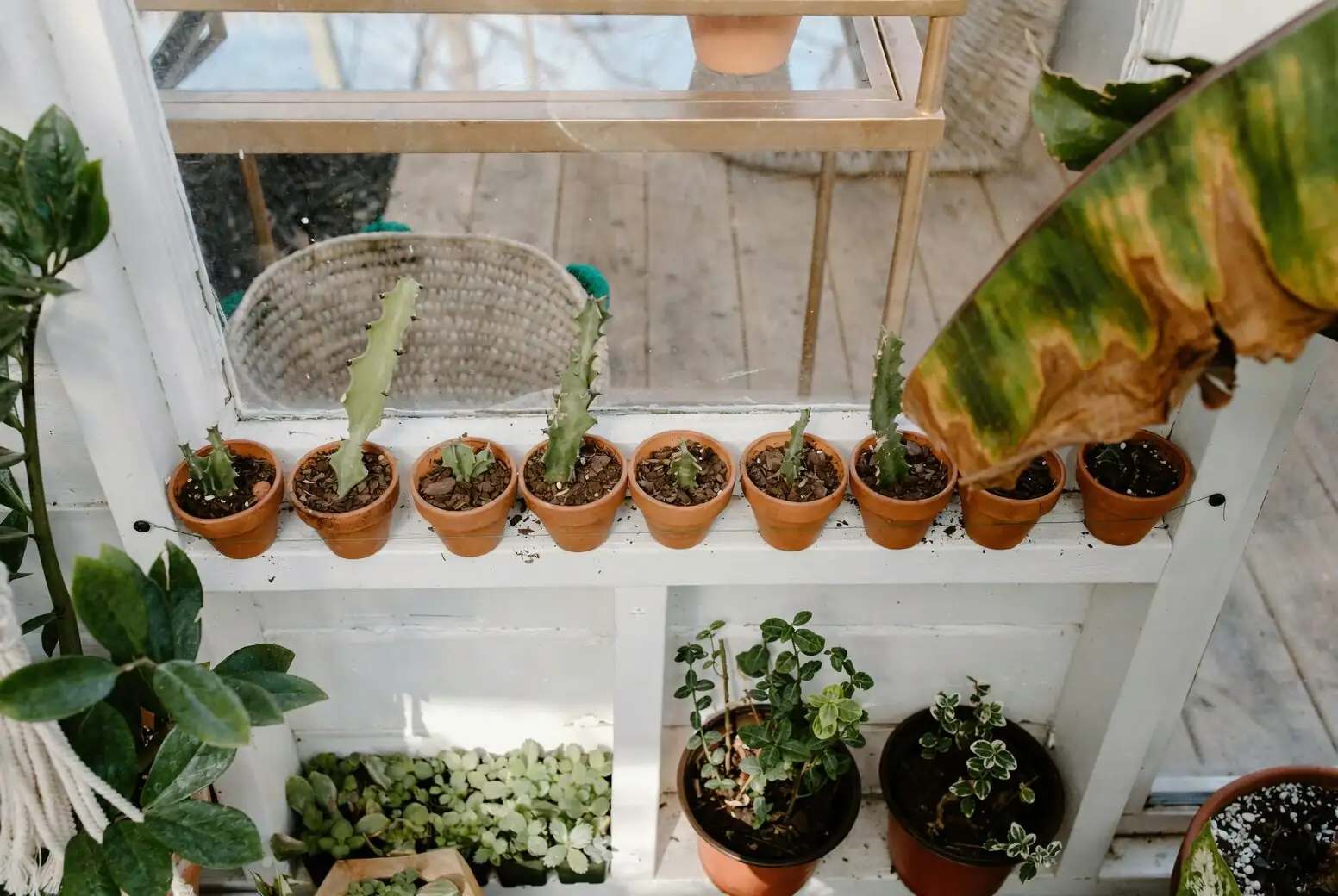 castanospermum australe on high shelf