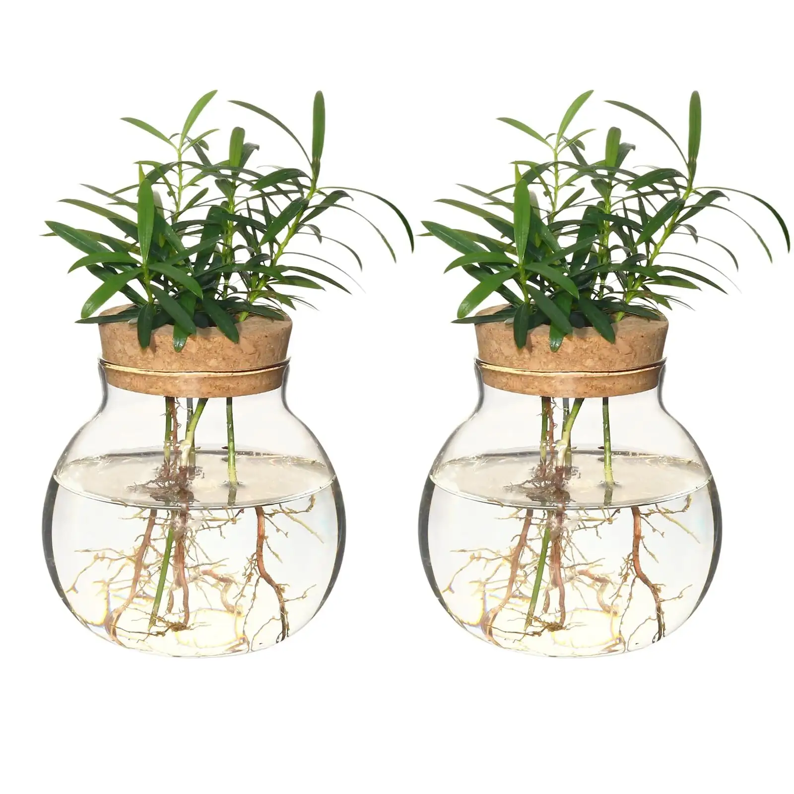 castanospermum australe hydroponic vase