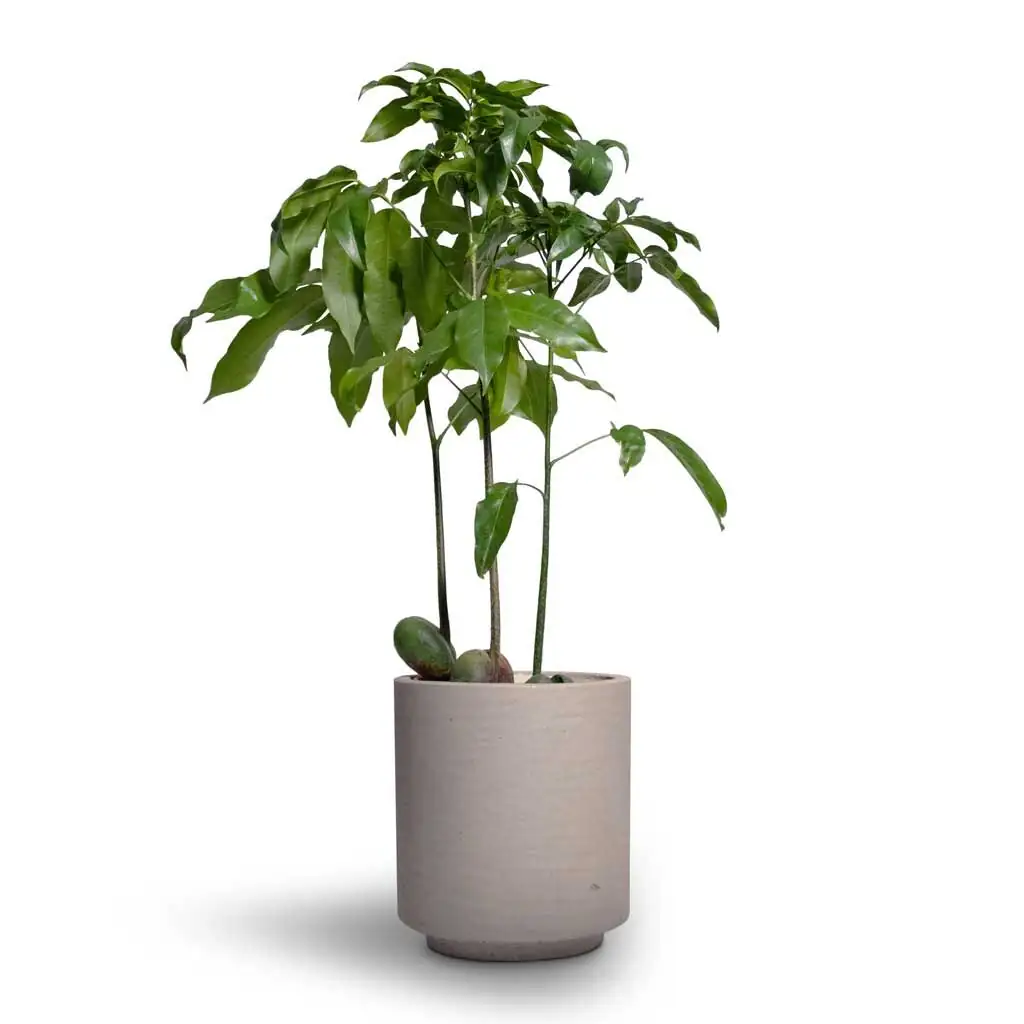 castanospermum australe nursery pot sprouts