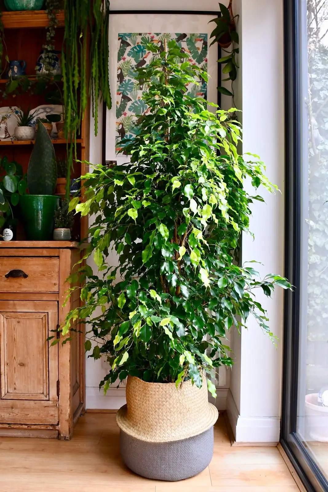 Stop the Sulk: A 30-Day Plan to End Weeping Fig Leaf Drop for Good