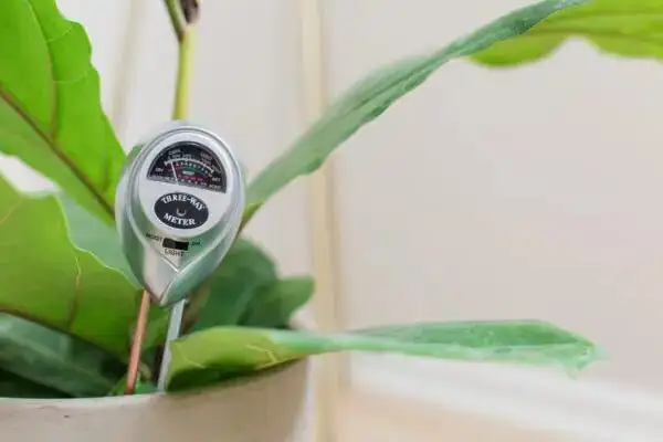 weeping fig soil moisture check