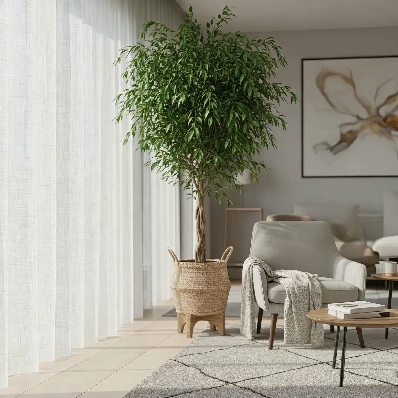 weeping fig sheer curtain window