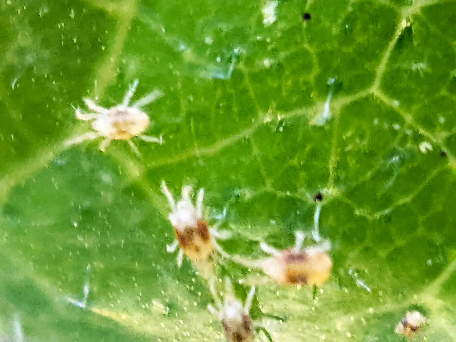 weeping fig spider mites close up