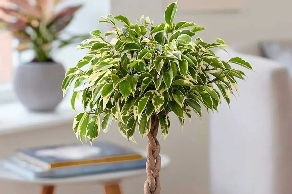 Summer Splash, Winter Sip: Dialing Ficus Watering from Every 2–3 Days to Every 10