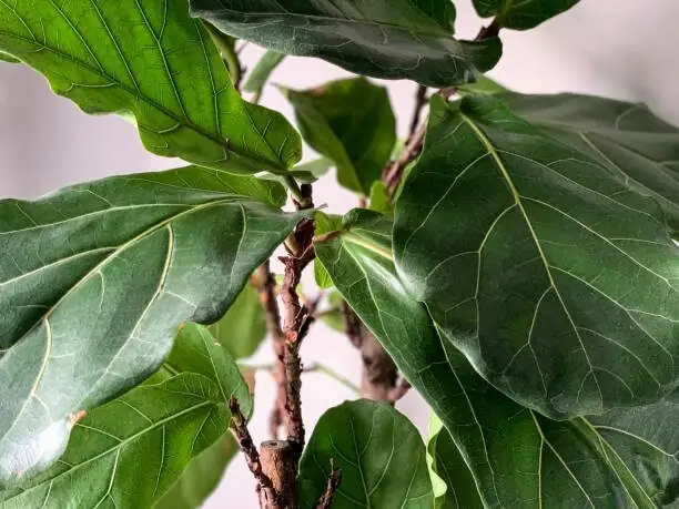weeping fig finger soil test