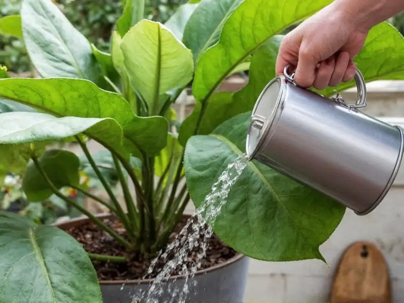 weeping fig watering drain saucer