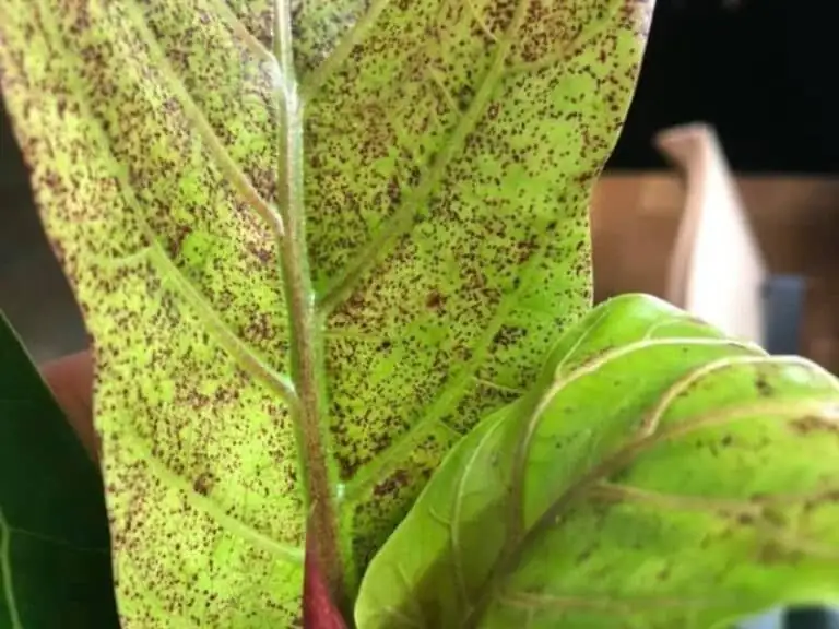 weeping fig spider mites webbing