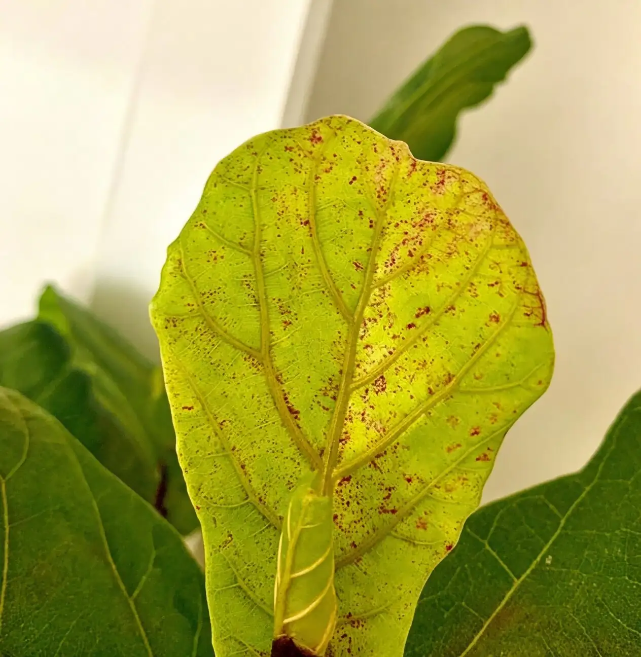 weeping fig leaf spot close-up