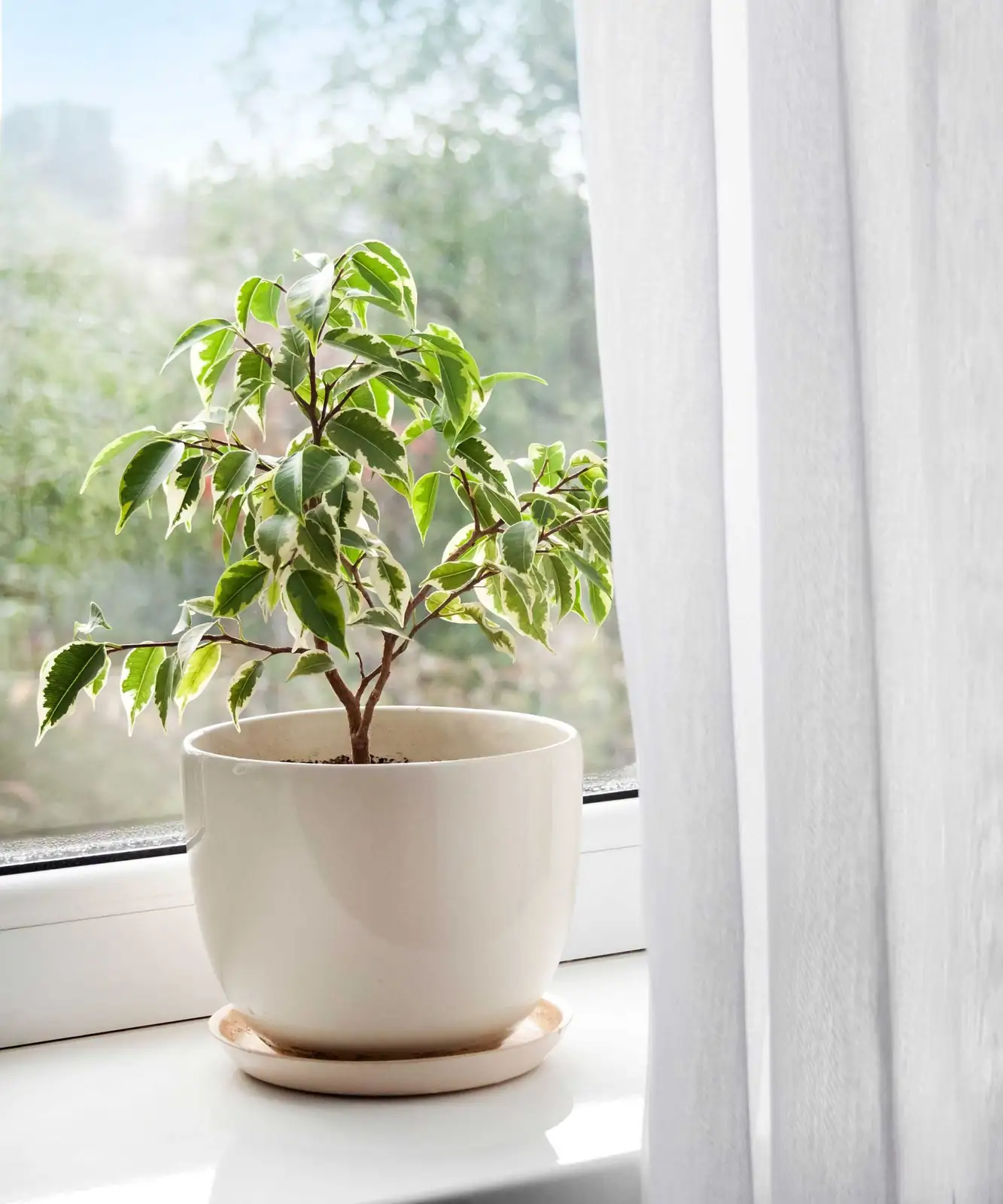 weeping fig cold draft window