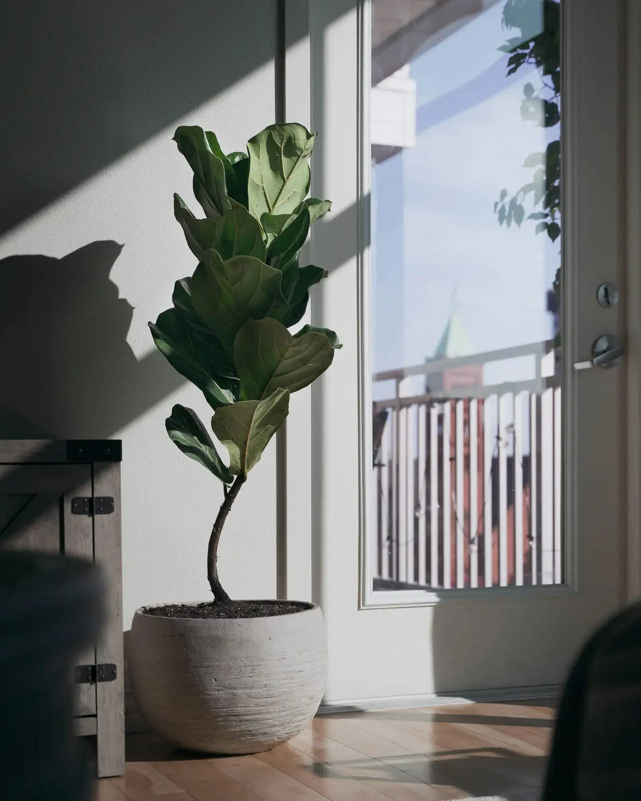 weeping fig watering can indoor