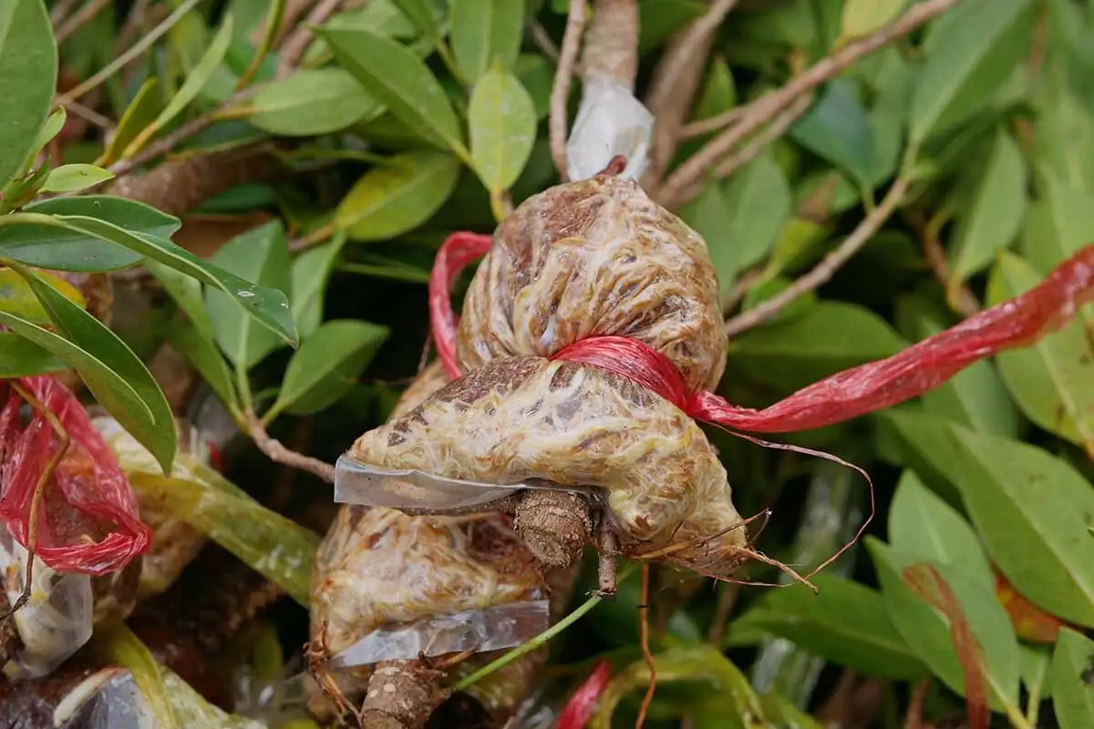 weeping fig air layering moss
