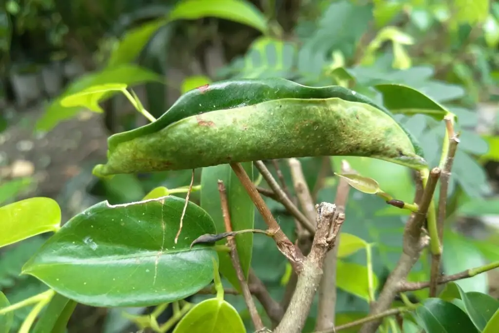 ficus benjamina fig wasp entering