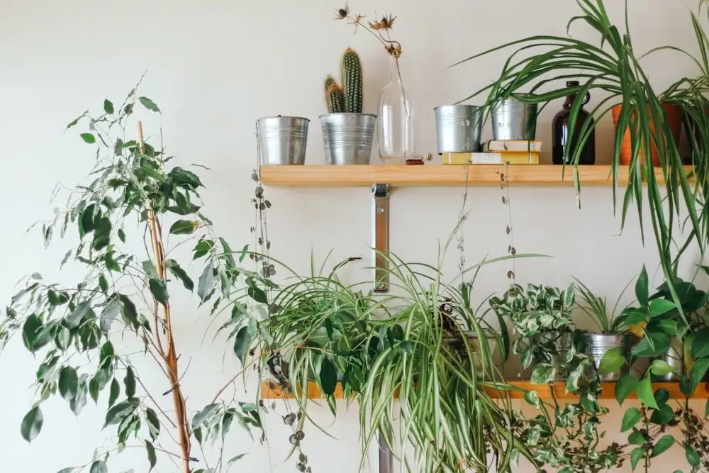 The Hidden-Flower Language: Weeping Fig Symbolism, Feng Shui Roots, and Why It Signals Steady Growth