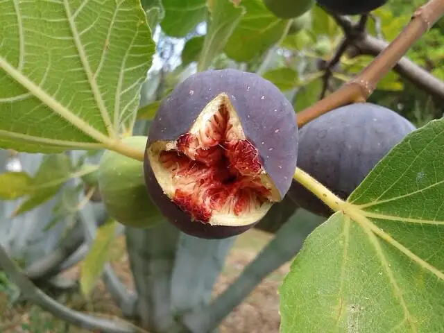 weeping fig fruit close-up