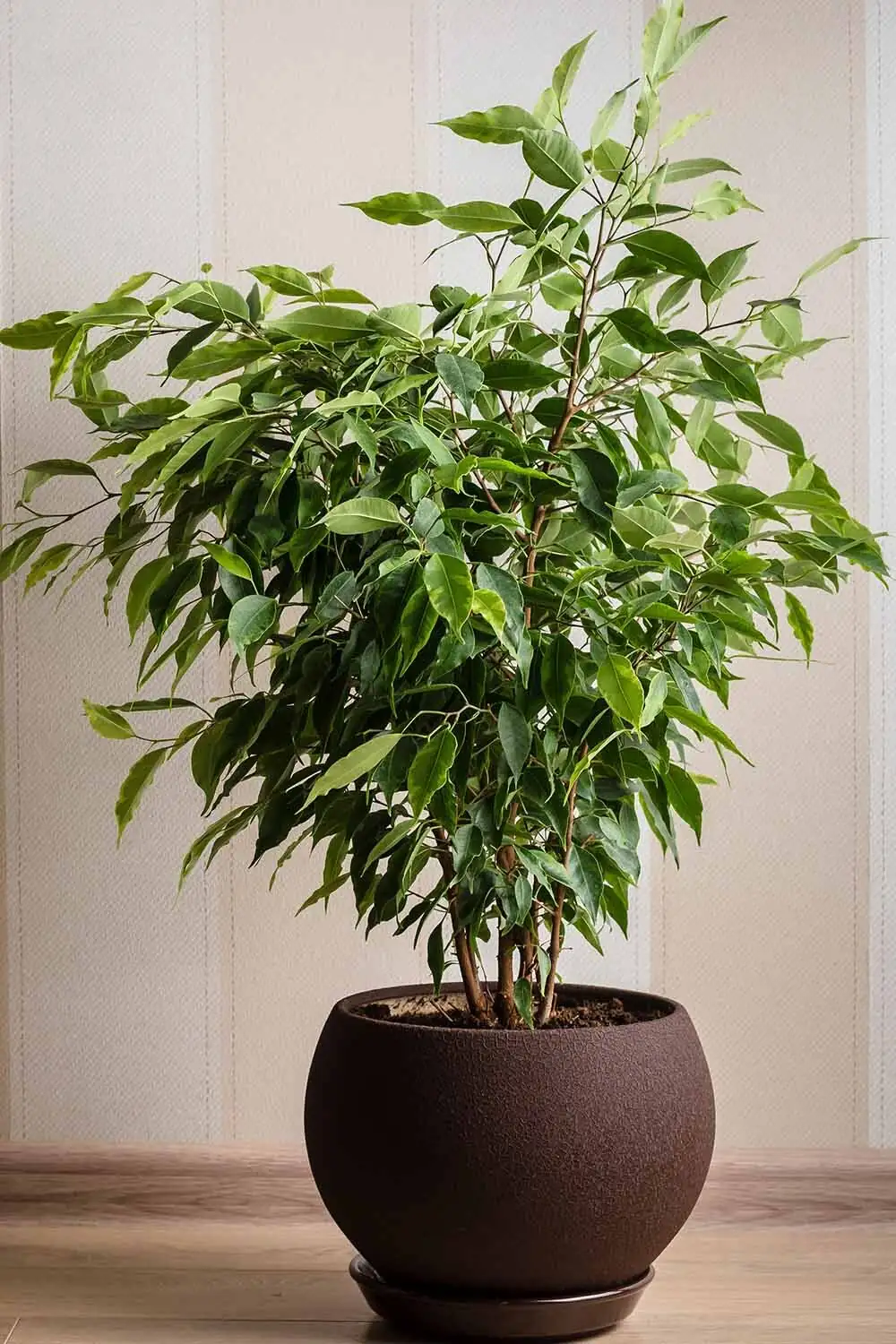 watering weeping fig indoor pot