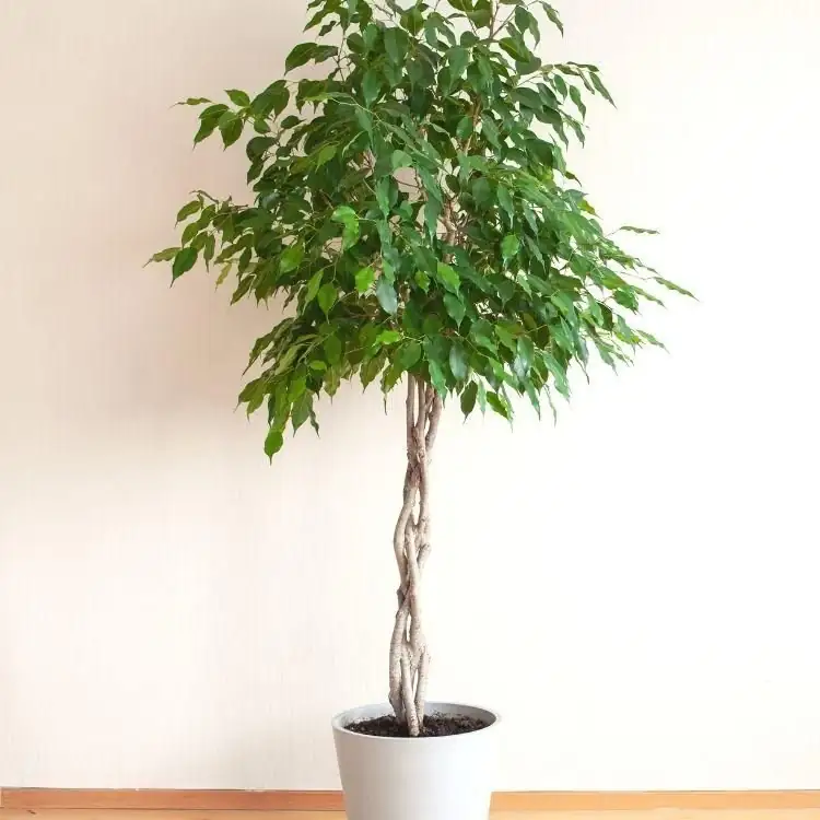 weeping fig braided trunk indoor