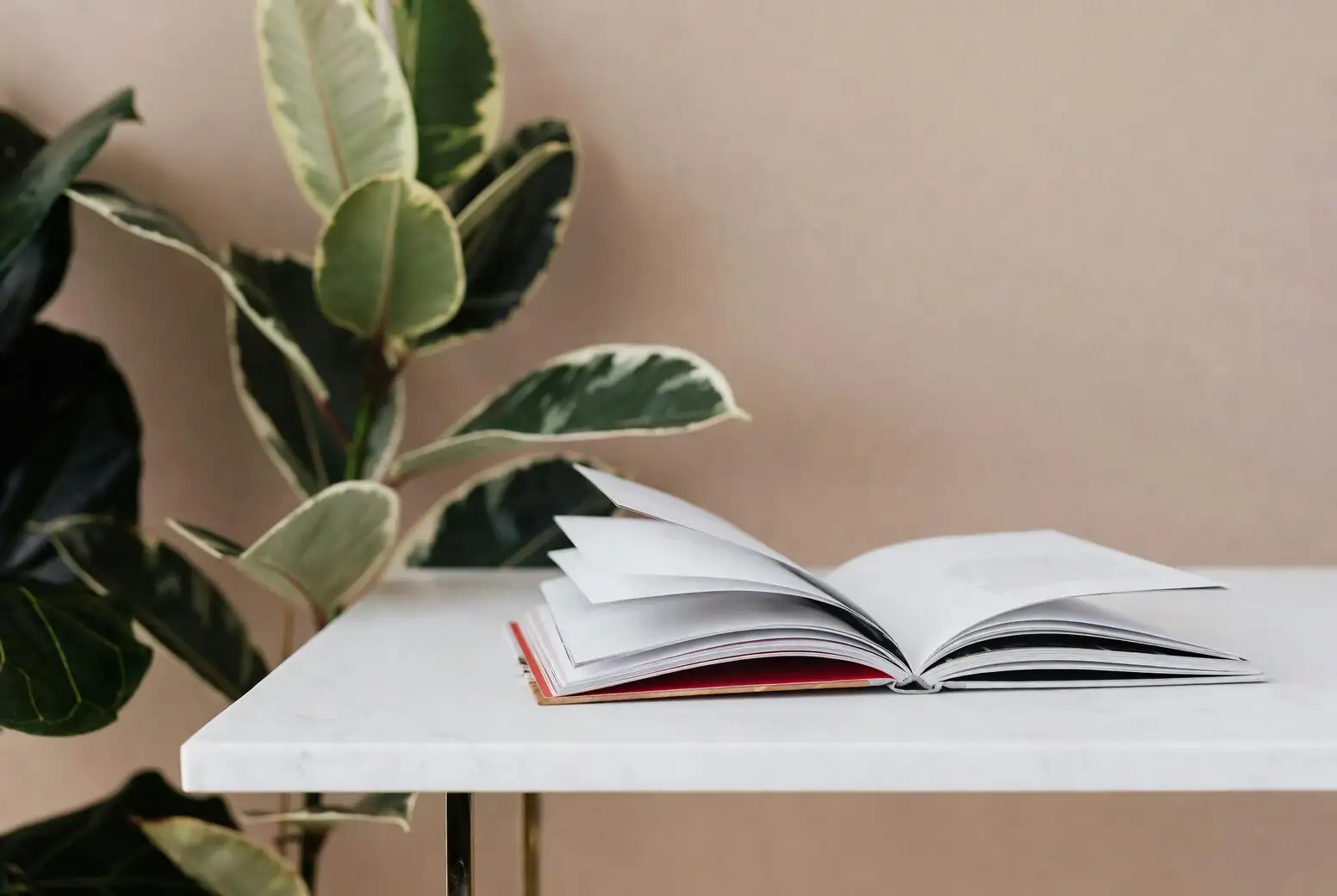 Sculpt It! Turn a Ficus Benjamina into a Chic Indoor Tree, from Cloud Pruning to Bonsai‑Lite