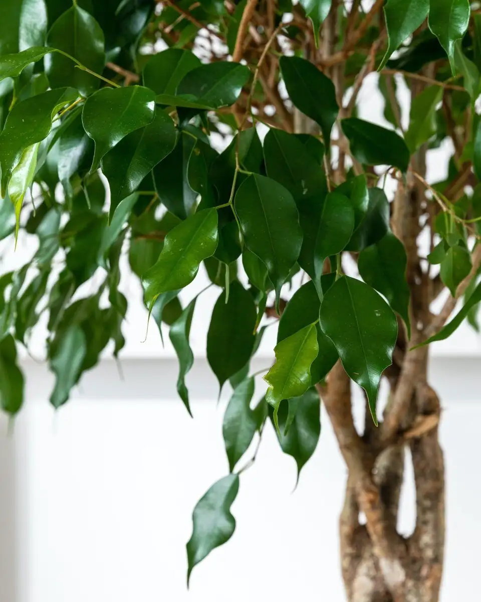 ficus benjamina leaf wiping hands
