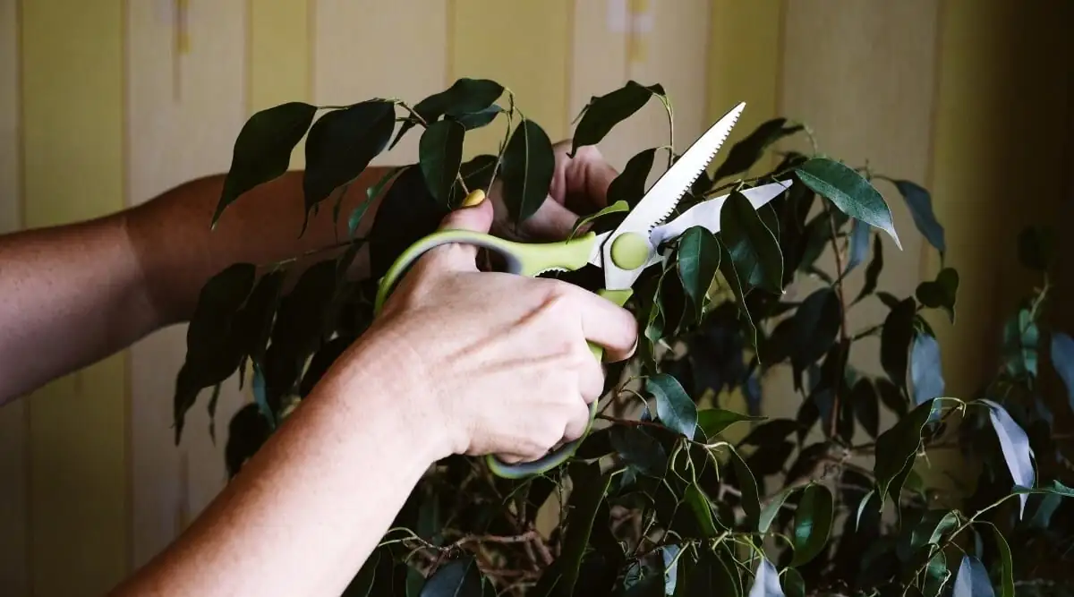 ficus benjamina pruning tips scissors