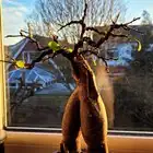 ficus benjamina branch wiring aluminum