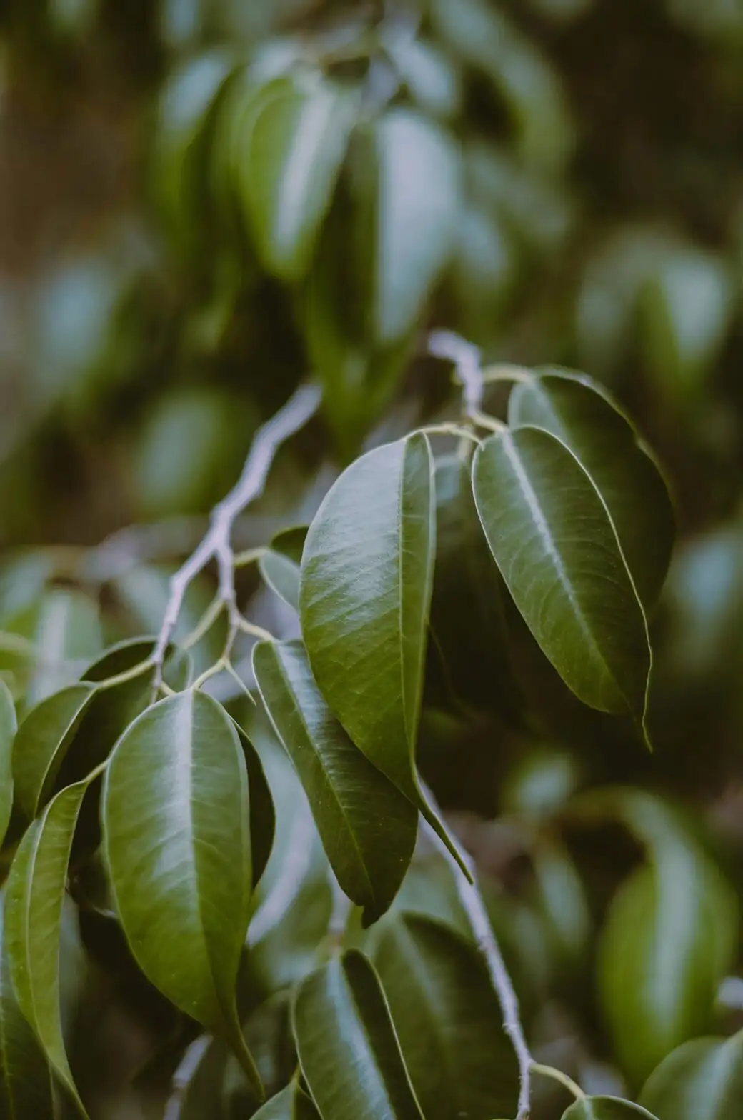 ficus benjamina stem cutting close-up