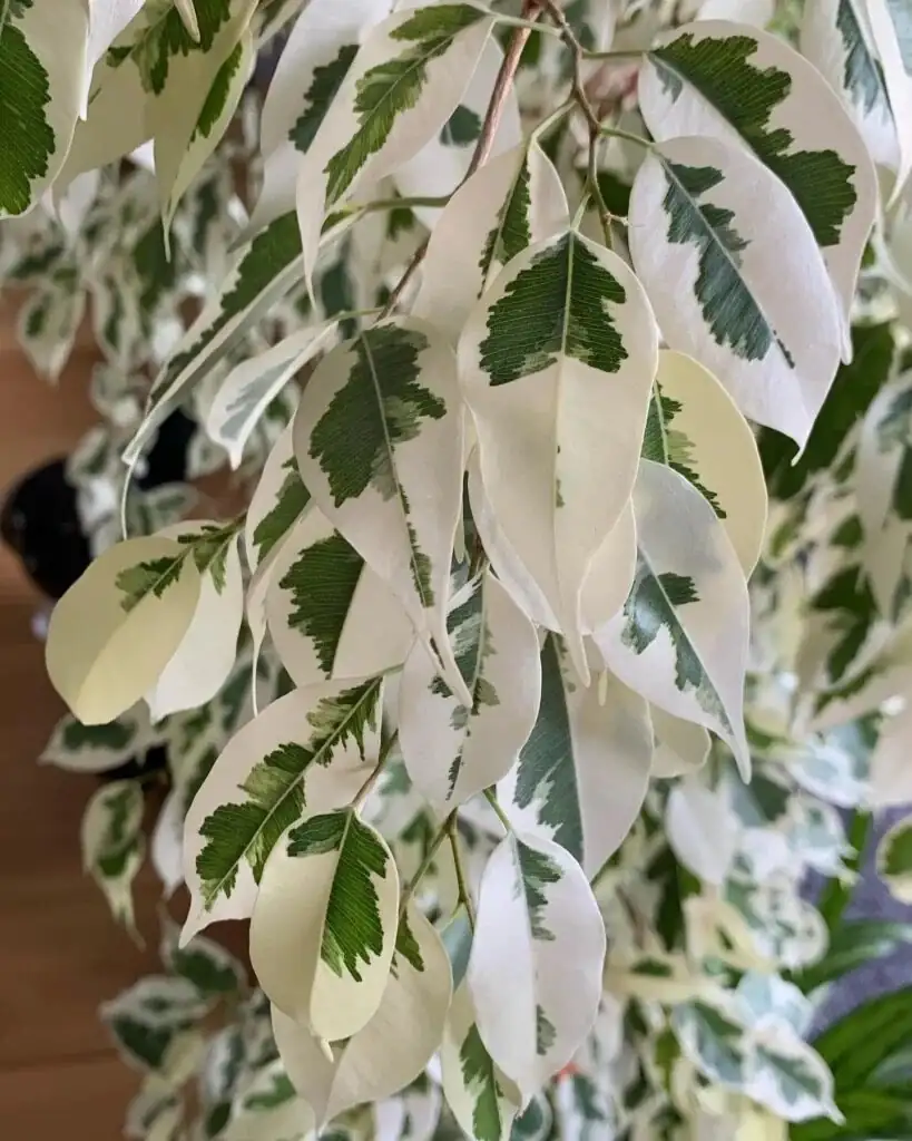 ficus benjamina air layering wrap