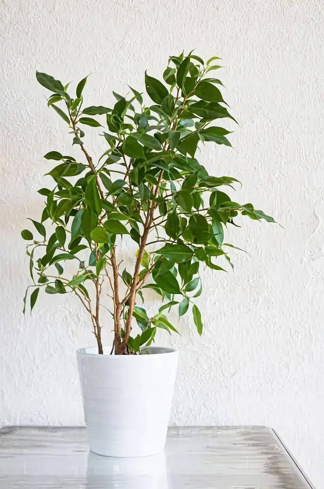 ficus benjamina potting mix perlite