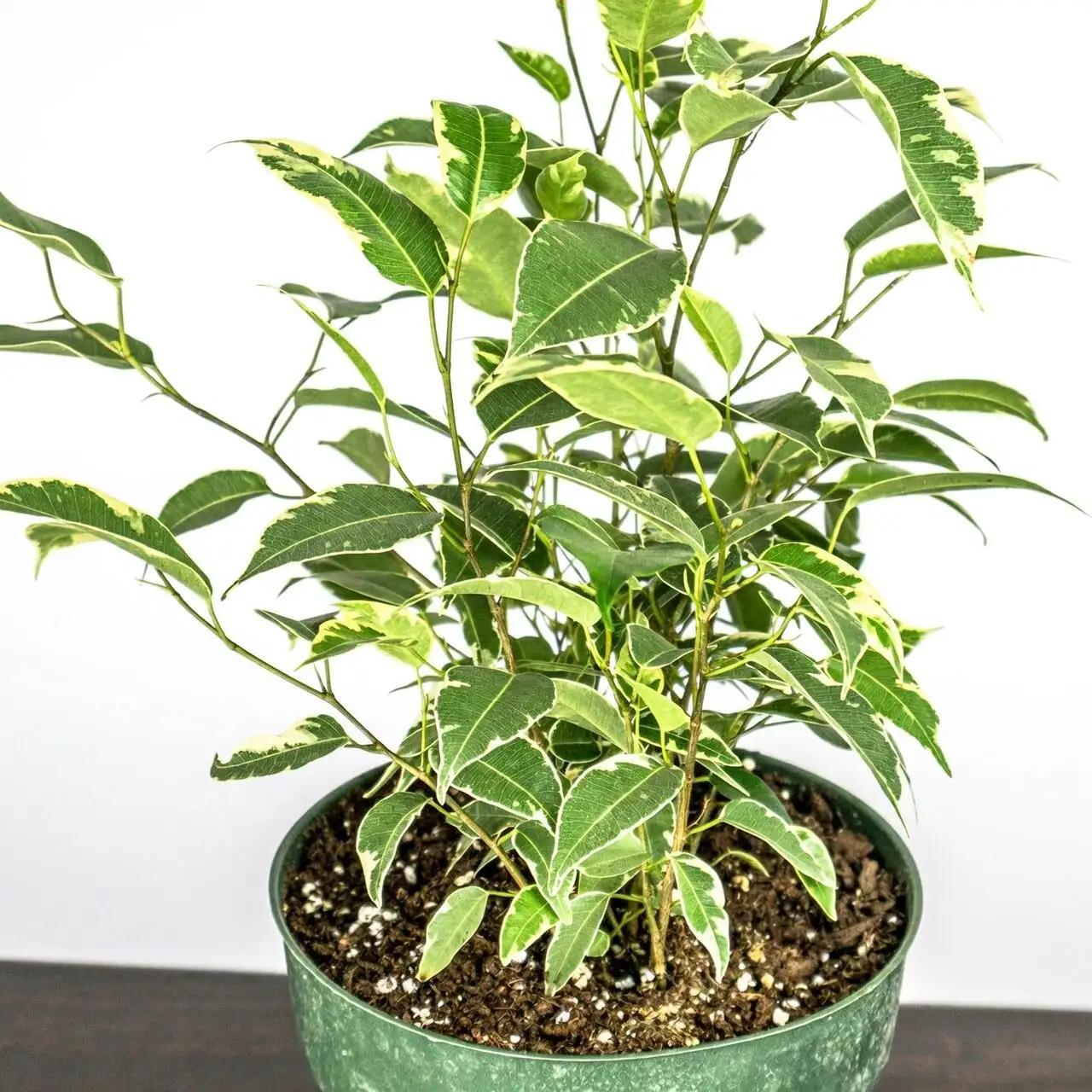 ficus benjamina humidity dome window