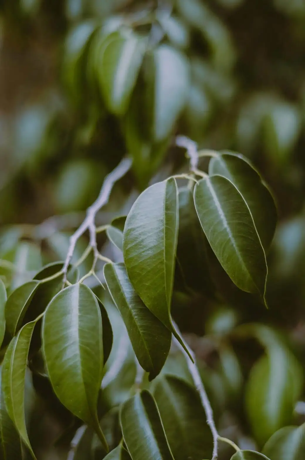 Pretty Plant, Prickly Sap: Pet‑Safe Living with Ficus Latex