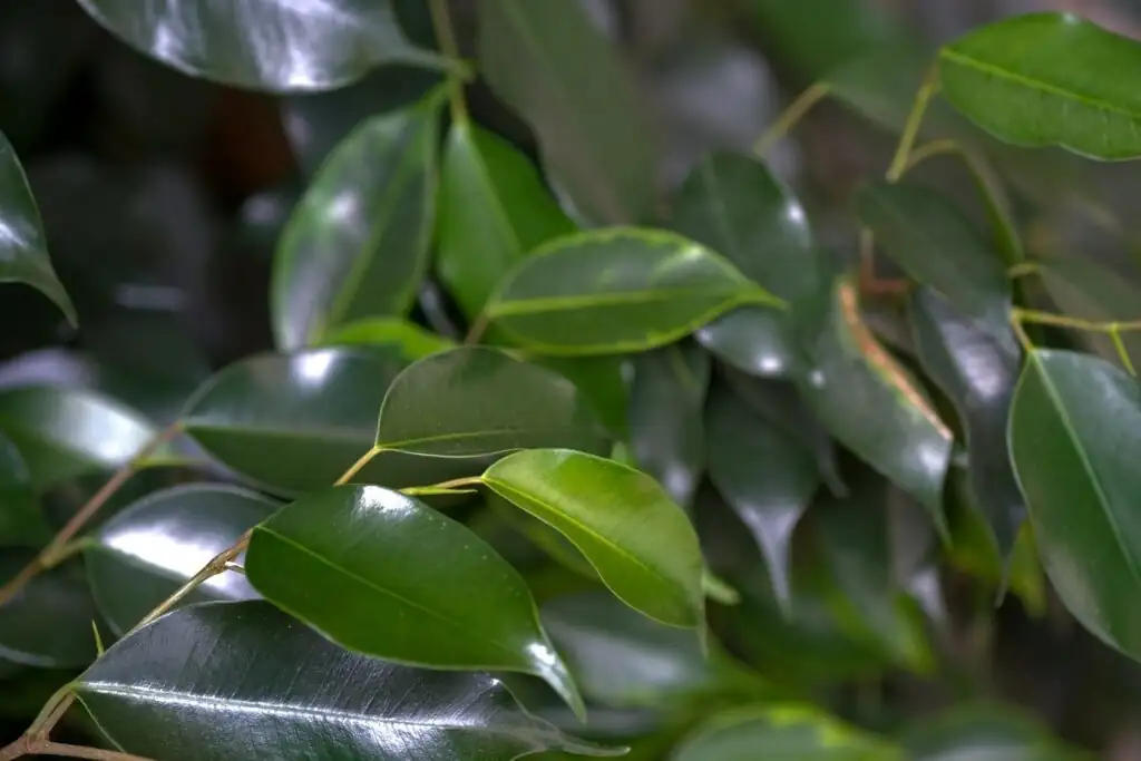 ficus benjamina latex sap closeup