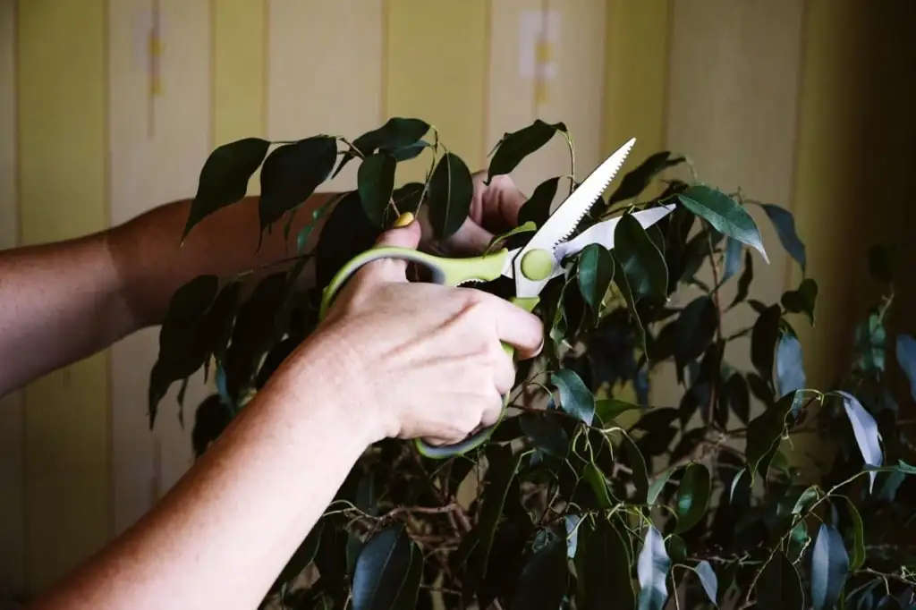 gloved hands pruning ficus benjamina