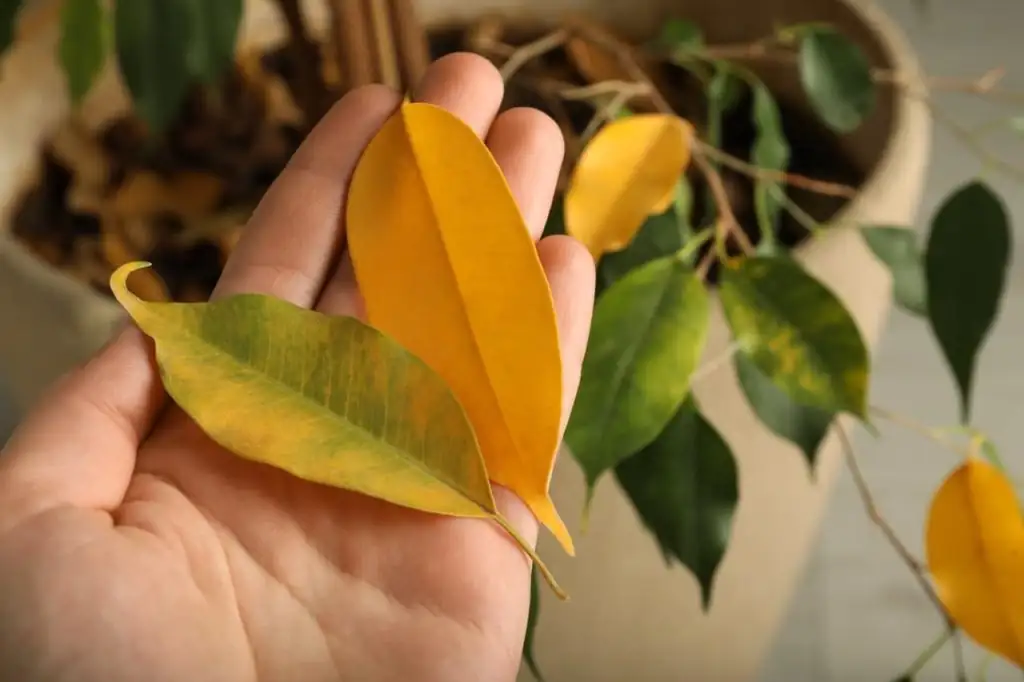 sweeping ficus benjamina fallen leaves