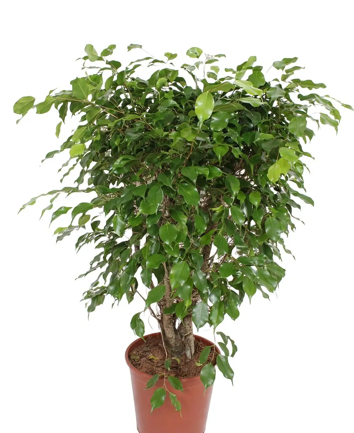 Ficus benjamina rootbound rootball close-up