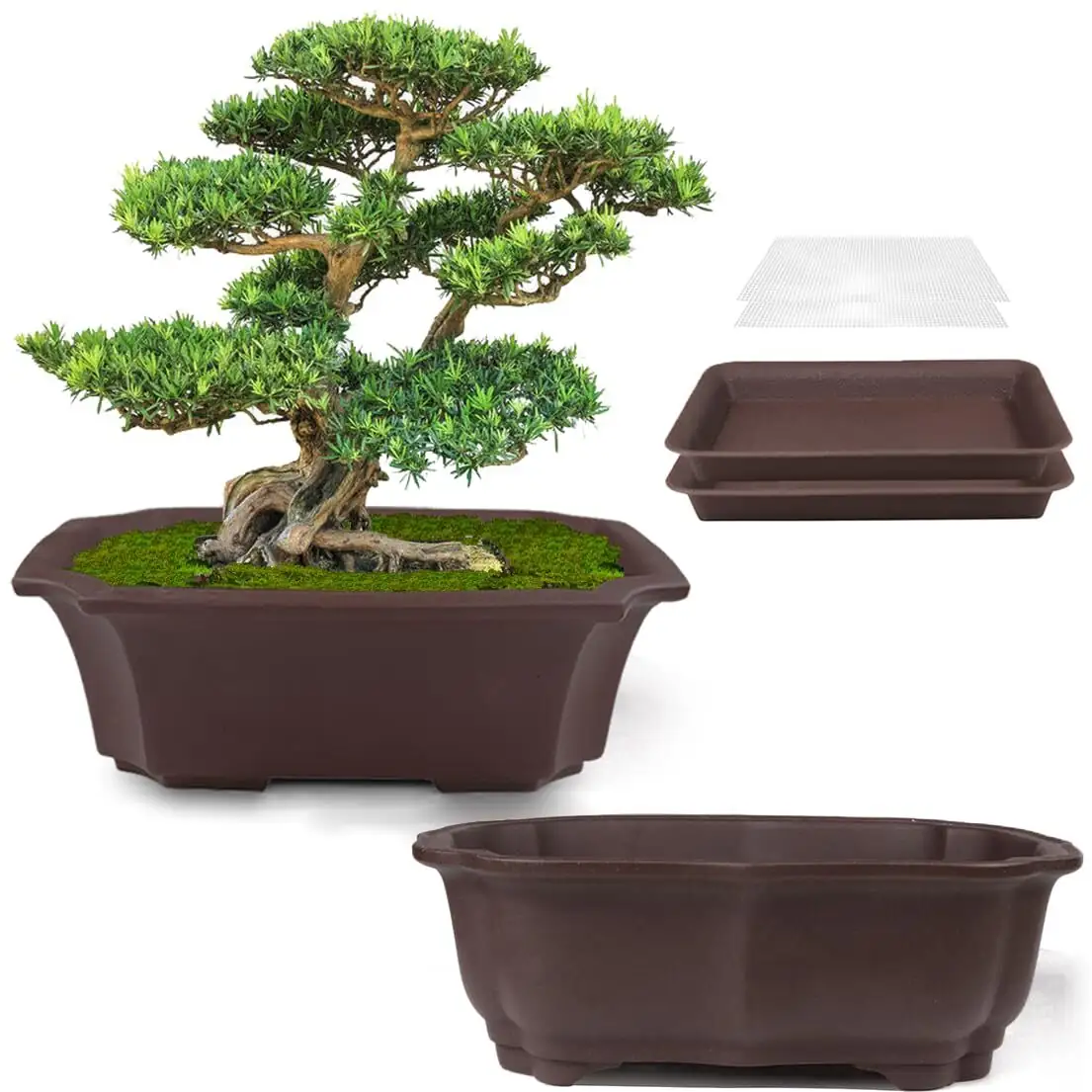 Ficus benjamina terracotta pot drainage mesh