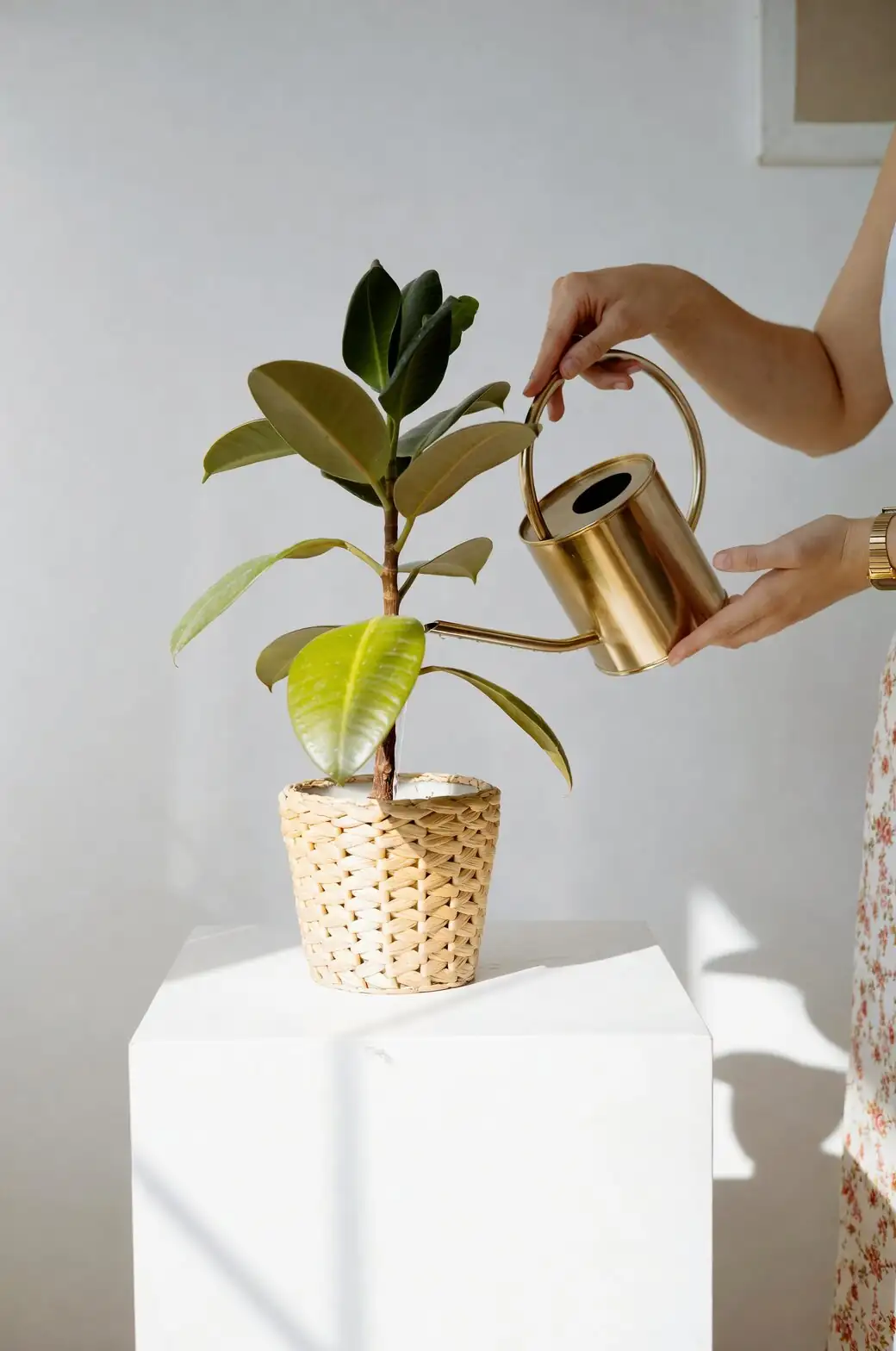 weeping fig repotting perlite drainage