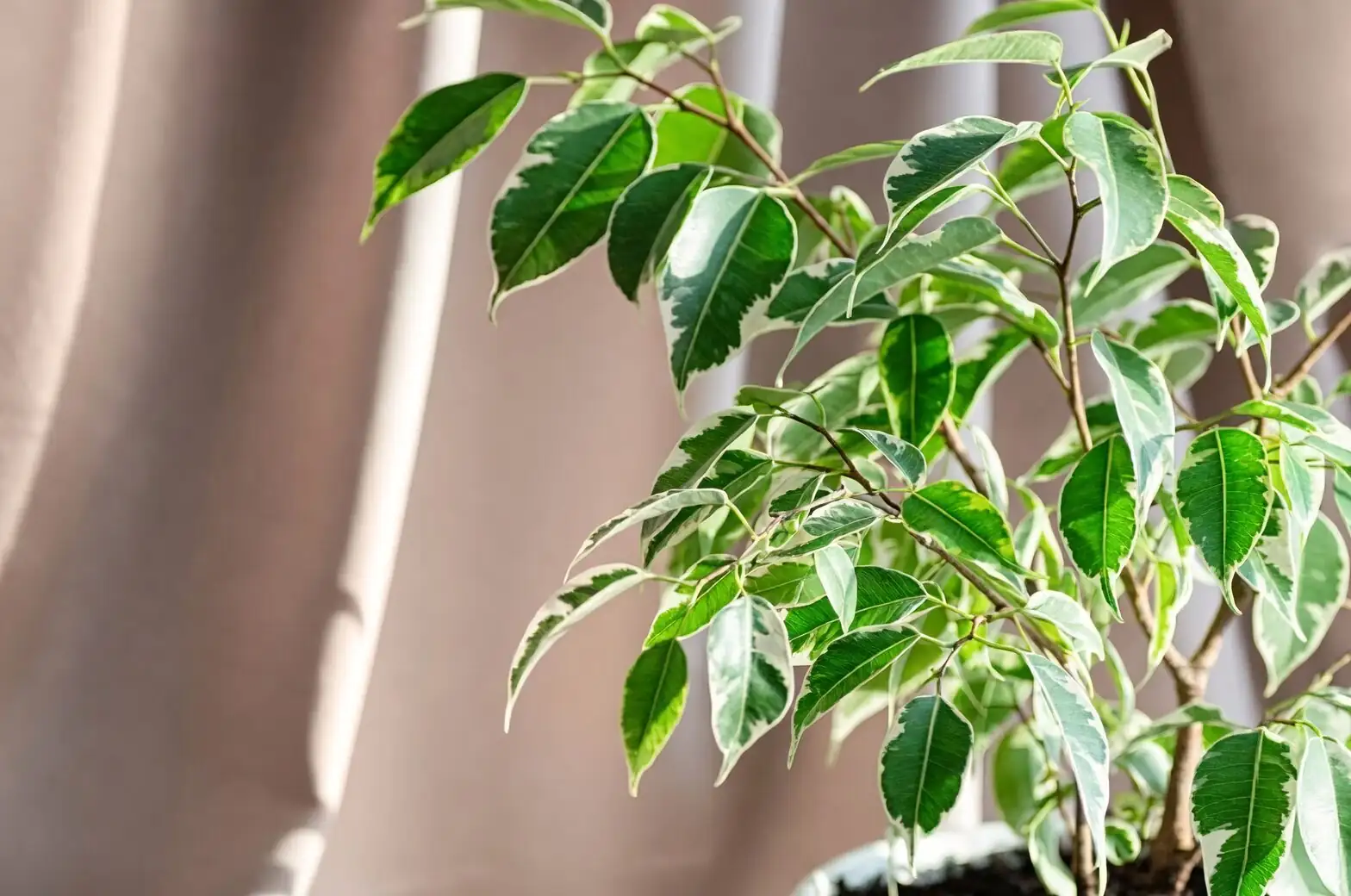 ficus benjamina near window blinds