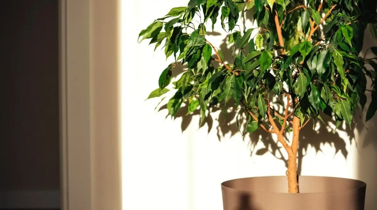 ficus benjamina pebble tray humidifier