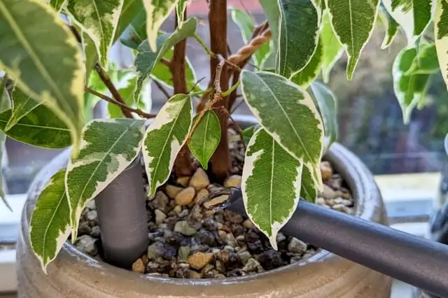 ficus benjamina thorough watering drain