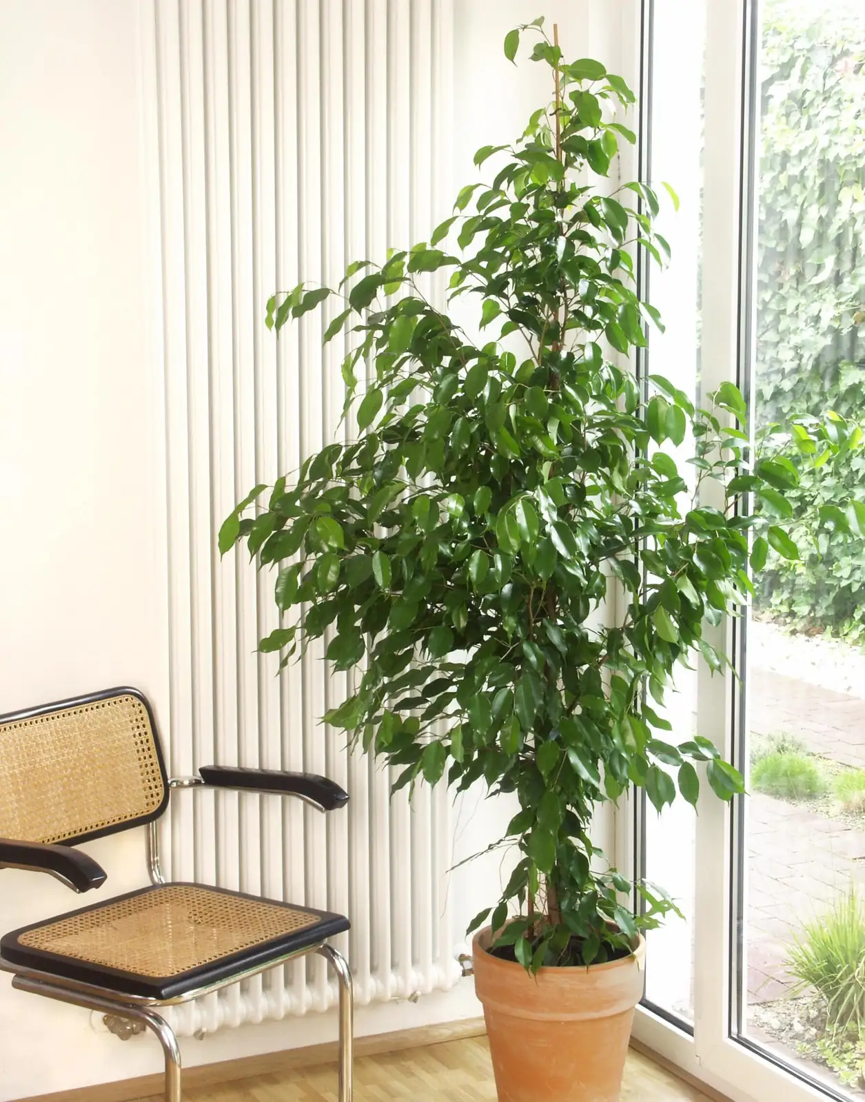 weeping fig south window winter light