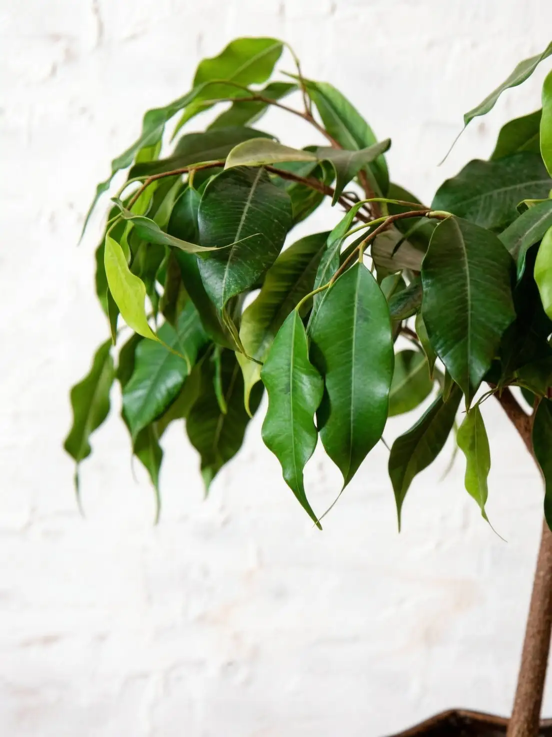 ficus microcarpa under grow light